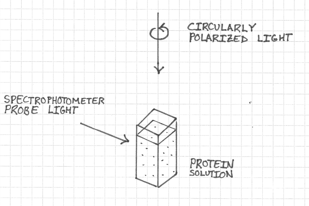 A graphical schema of the project’s concept. Proteins in solution are illuminated from above by circularly polarized light and from the side by probe light from a spectrophotometer.